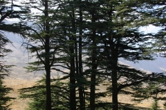 Cedars, Lebanon (2007)