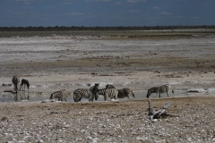 Etosha National Park, Namibia (2014)