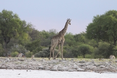 Etosha National Park, Namibia (2014)