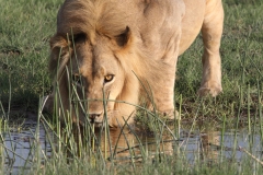 Lion - Okavango Delta, Botswana (2014)