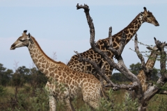 Giraffes - Okavango Delta, Botswana (2014)