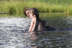 Hippo - Okavango Delta, Botswana (2014)