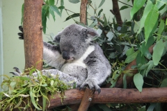 Koala - Sydney, Australia (2005)