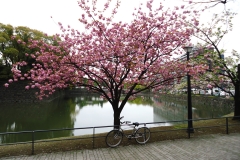 Cherry Blossoms - Tokyo, Japan (2012)
