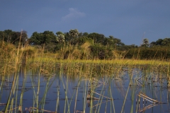 Okavango Delta, Botswana (2014)